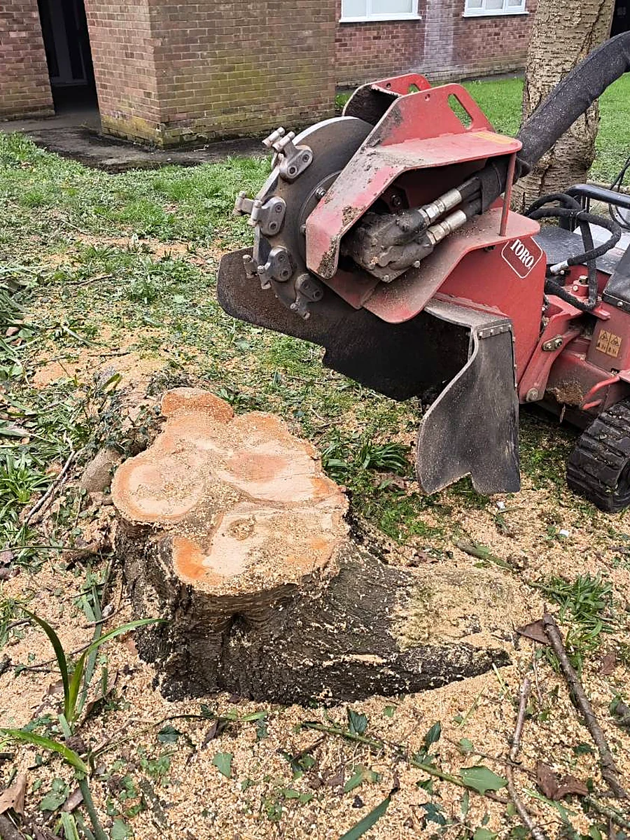 Before: a fresh-cut stump being ground down